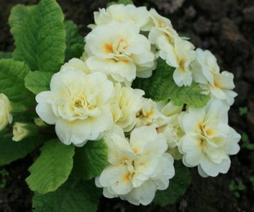 Красивые цветы примулы махровой 03