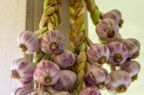 Как хранить чеснок на зиму в погребе. Сроки сбережения