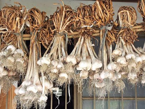 Сохнет чеснок, как сохранить. Как хранить чеснок, чтобы он не высох и не потерял вкус