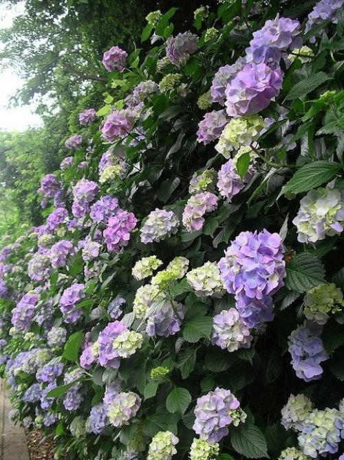 Кусты гортензии замечательно смотрятся в саду 04