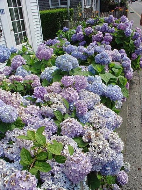 Кусты гортензии замечательно смотрятся в саду 02