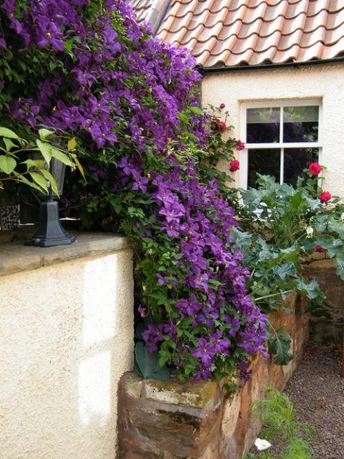 Клематисы преобразят любой участок 02