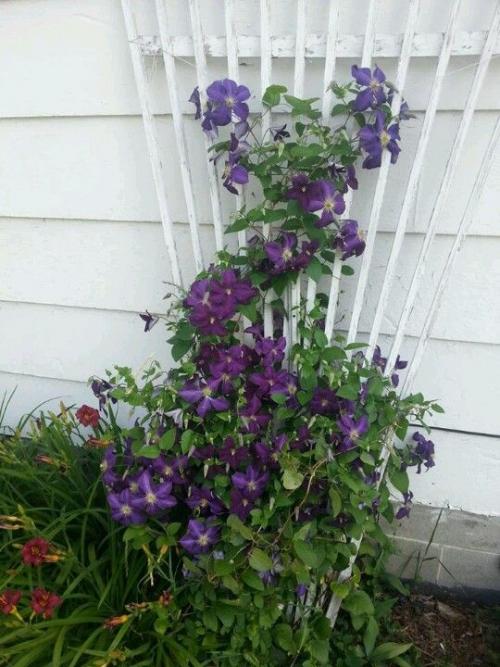 Клематисы преобразят любой участок 03