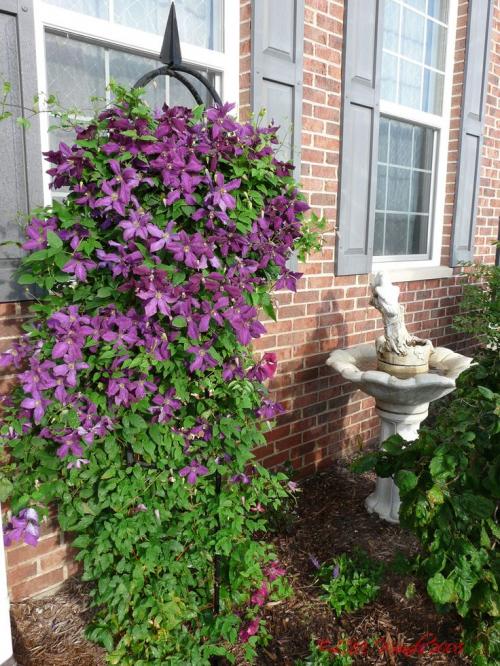 Клематисы преобразят любой участок 05