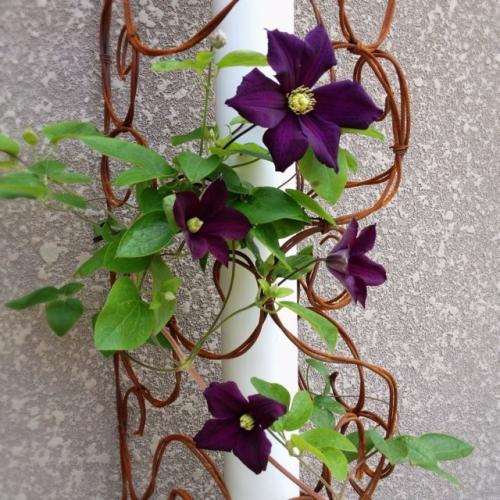 Клематисы преобразят любой участок 01