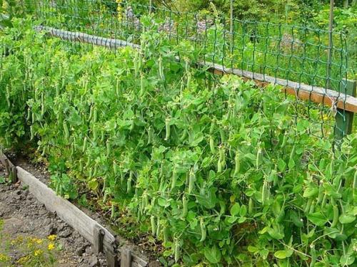 Типы опор для вьющихся растений 02