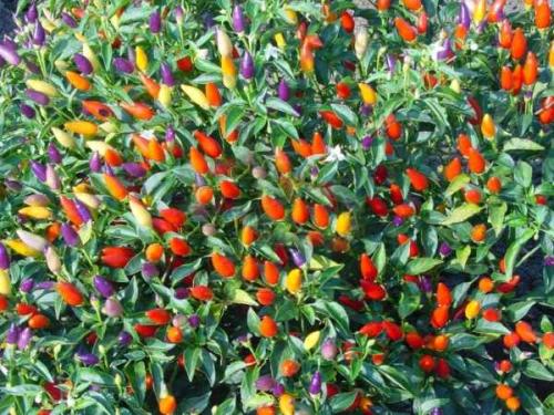 Декоративный перец в горшке уход. Микроклимат для ухода за декоративным перцем в горшке на подоконнике 05 Декоративный перец в горшке уход. Микроклимат для ухода за декоративным перцем в горшке на подоконнике 05