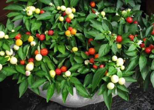 Декоративный перец в горшке уход. Микроклимат для ухода за декоративным перцем в горшке на подоконнике 03 Декоративный перец в горшке уход. Микроклимат для ухода за декоративным перцем в горшке на подоконнике 03