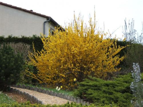 Форзиции в саду 01