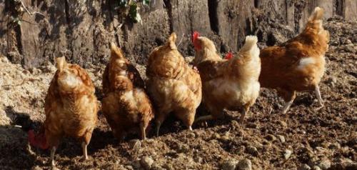 Голубиный помет, как удобрение, как применять. Применение помета 06 Голубиный помет, как удобрение, как применять. Применение помета 06