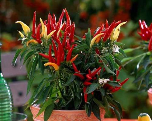 Декоративный перец в горшке уход. Микроклимат для ухода за декоративным перцем в горшке на подоконнике 01 Декоративный перец в горшке уход. Микроклимат для ухода за декоративным перцем в горшке на подоконнике 01