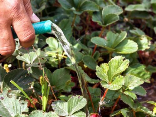 Подкормка клубники на зиму. Осенняя подкормка клубники — правила, сроки и дозировка