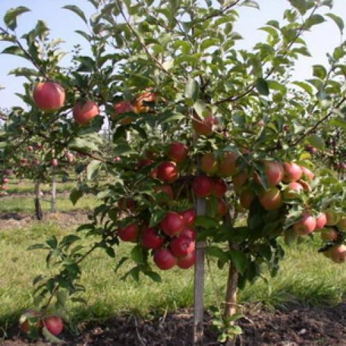 Что такое карликовый подвой для яблони. Карликовый подвой 05