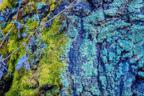 Лишайник на яблоне, что делать. Избавление яблони от лишайников и мха - секретные способы