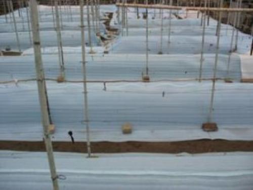 Укрытие на зиму однолетнего винограда. Мое укрытие винограда на зиму в Беларуси