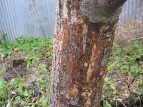 Лишайник на яблоне, что делать. Избавление яблони от лишайников и мха - секретные способы