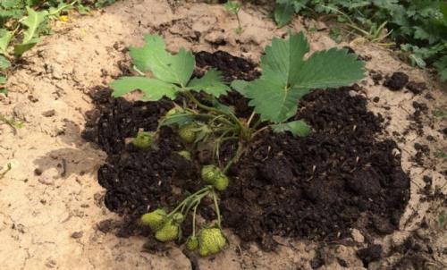 Голубиный помет, как удобрение, как применять. Применение помета 04