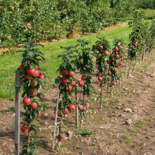 Что такое карликовый подвой для яблони. Карликовый подвой 04