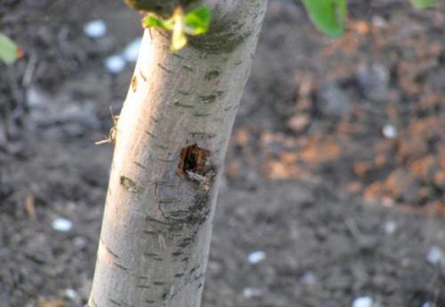 Борьба с короедом на яблоне. Признаки атаки короеда