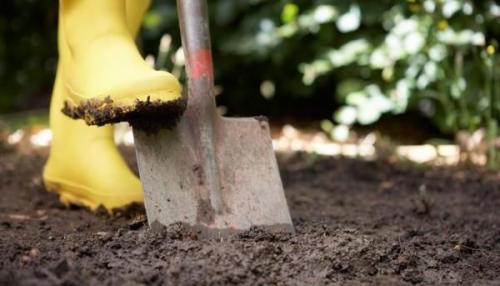 Утепление молодых деревьев на зиму. Утепление плодовых деревьев на зиму