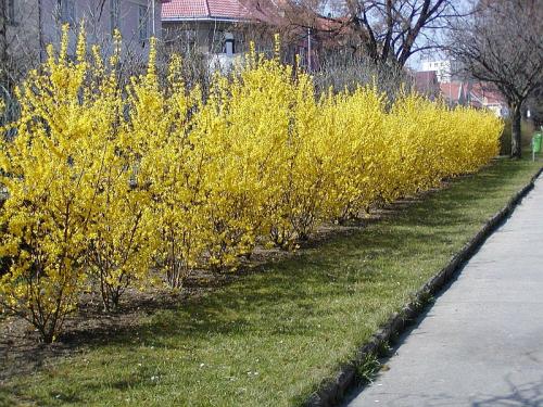 Форзиции в саду 03