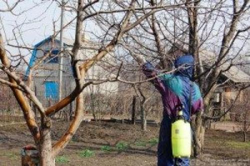 Лишайник на яблоне, как избавиться. Лишайник на яблоне —, как избавиться?