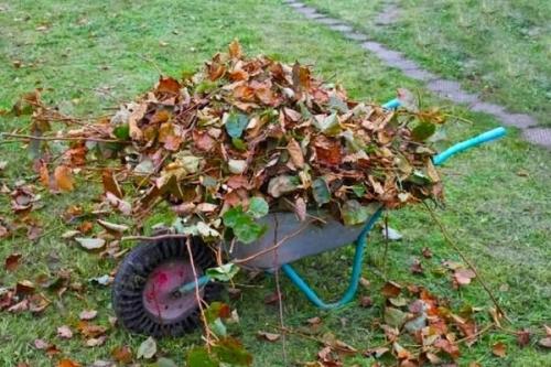 Как подготовить клубнику к зиме. Укрытие клубники на зиму