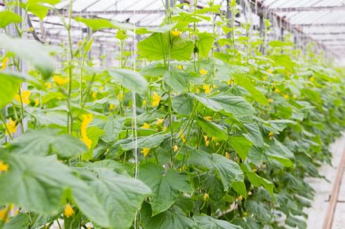 Почему желтеют огурцы в парнике. Как справиться с пожелтением листьев огурцов в теплице 05