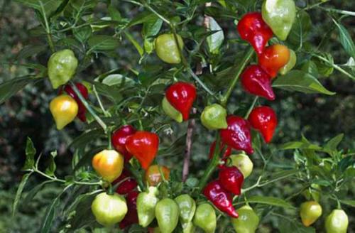 Декоративный перец в горшке уход. Микроклимат для ухода за декоративным перцем в горшке на подоконнике 02 Декоративный перец в горшке уход. Микроклимат для ухода за декоративным перцем в горшке на подоконнике 02