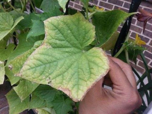 Почему желтеют огурцы в открытом грунте. Почему у огурцов желтеют края листьев?