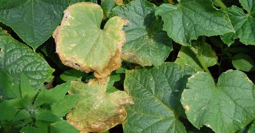 Огурцы желтеют засыхают листья и завязи. Желтеют листья у огурцов: причины, что делать, чем поливать и обработать огурцы, чтобы не желтели