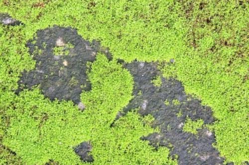 Как избавиться от мха в теплице