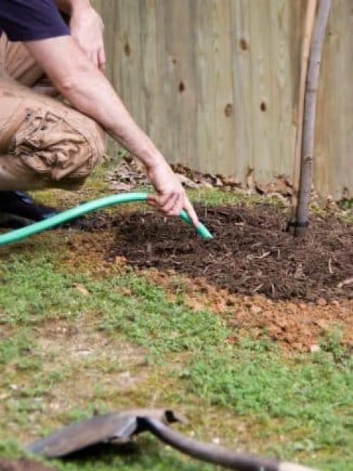 Загущенная колоновидная яблоня. Уход