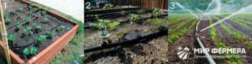 Как посадить клубнику под пленку черную. Как выбрать пленку 03