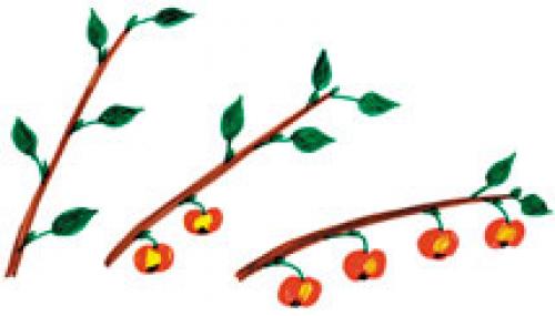 Как сажать яблоню весной пошаговая инструкция. Как посадить саженец яблони весной? 06