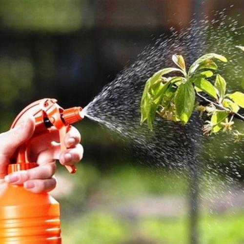 Чем и когда опрыскивать яблони осенью. Инфекции, определяющиеся визуальным путём 07