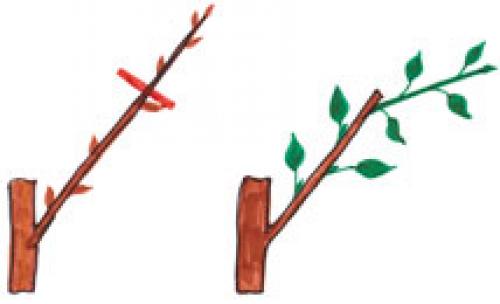Как сажать яблоню весной пошаговая инструкция. Как посадить саженец яблони весной? 07