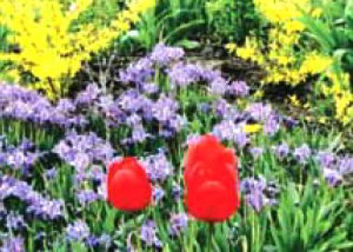 Укрытие тюльпанов на зиму. Как укрыть на зиму луковичные цветы (лилии, тюльпаны, нарциссы)