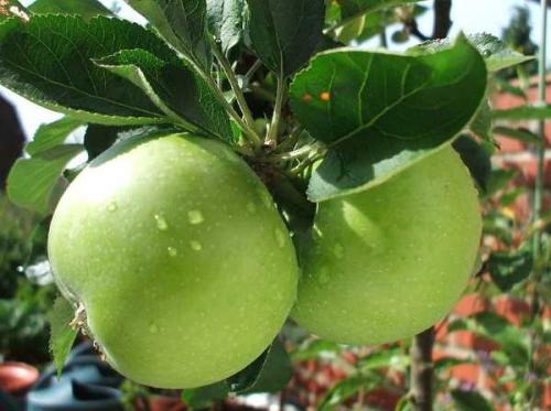 Что нужно делать осенью с яблонями. Уход за яблонями осенью 13