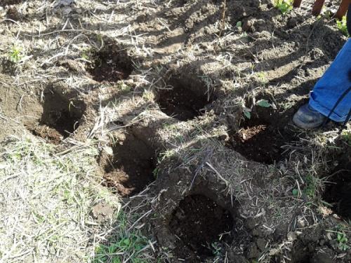 Когда можно рассаживать ремонтантную малину. Как можно пересадить малину на новое место