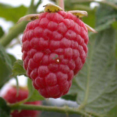 Ремонтантная малина выращивание и уход в Сибири. Ремонтантная малина для Сибири