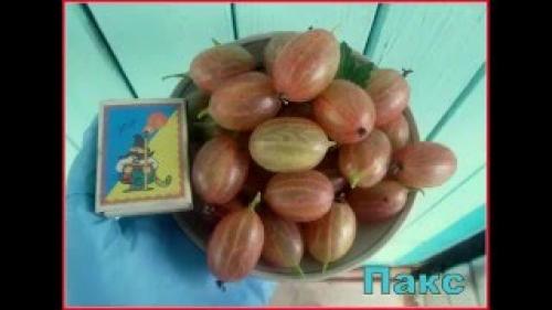 Крыжовник Пакс. Саженцы Крыжовника Пакс