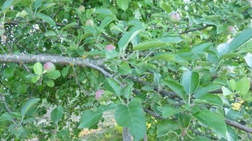 Защита ствола яблони. Лечение поврежденного ствола яблони: эксперимент