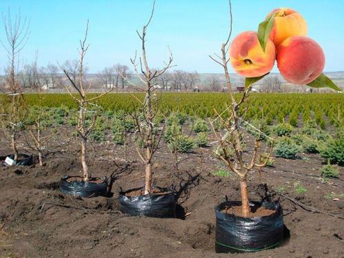 Как посадить персик весной. Как посадить персик в домашних условиях