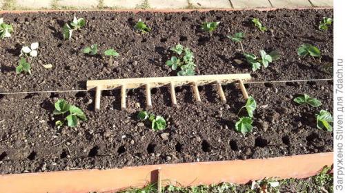 Как сделать инструмент для посадки чеснока. Помогла смекалка: приспособление для посадки чеснока из детской кроватки