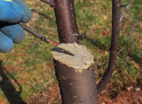 Что нужно делать осенью с яблонями. Уход за яблонями осенью 09