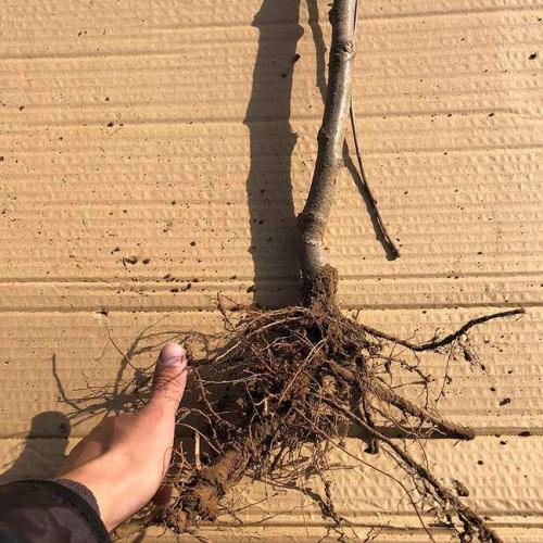 Как сажать грушу Дюшес. Посадка груши Дюшес летний