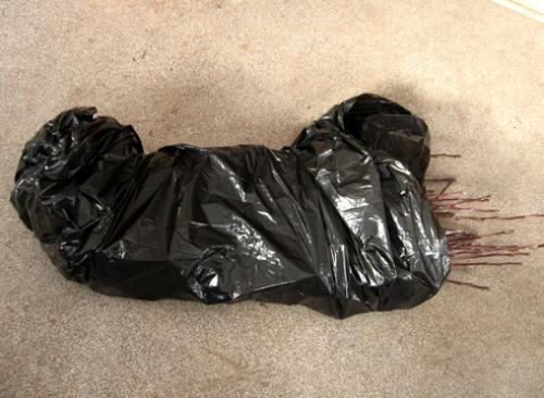 Как заготовить черенки яблони для прививки весной. 16 отличных сортов слив для Подмосковья 08