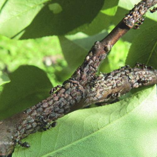 Чем и когда опрыскивать яблони осенью. Инфекции, определяющиеся визуальным путём 04