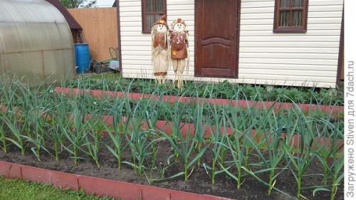 Как сделать инструмент для посадки чеснока. Помогла смекалка: приспособление для посадки чеснока из детской кроватки